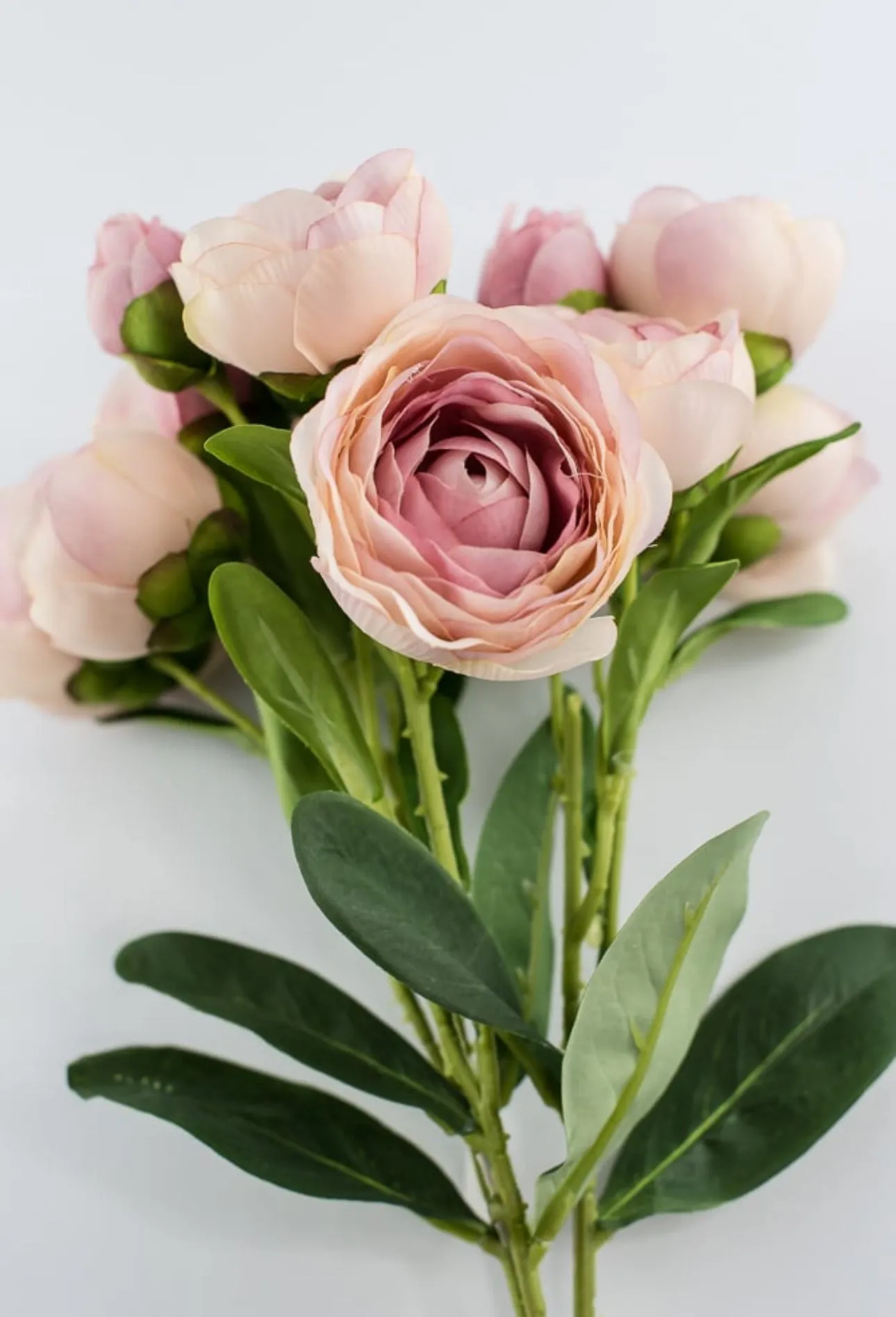 Antique Pink ranunculus bundle