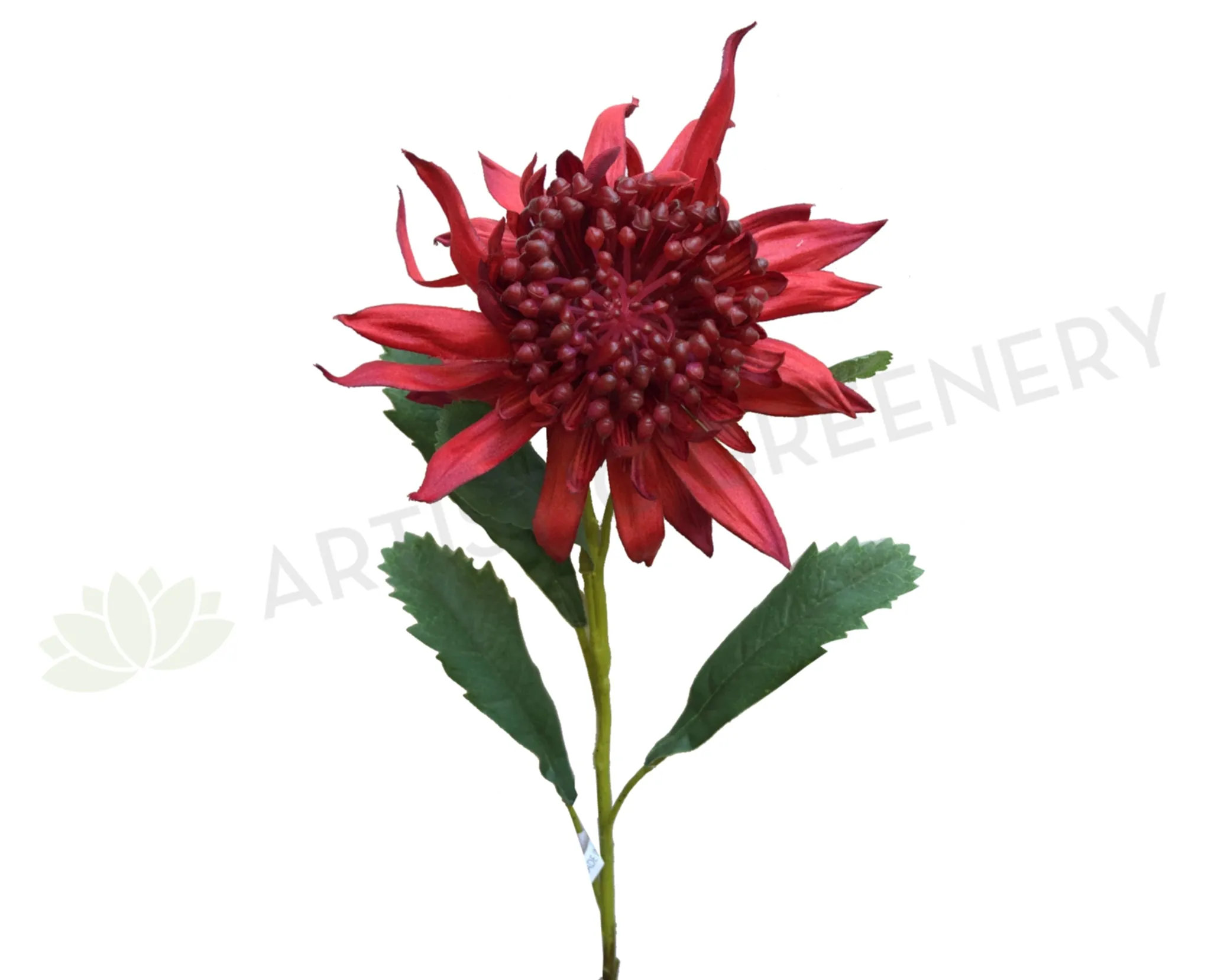 F-ASB-W-04 Waratah 69cm Red