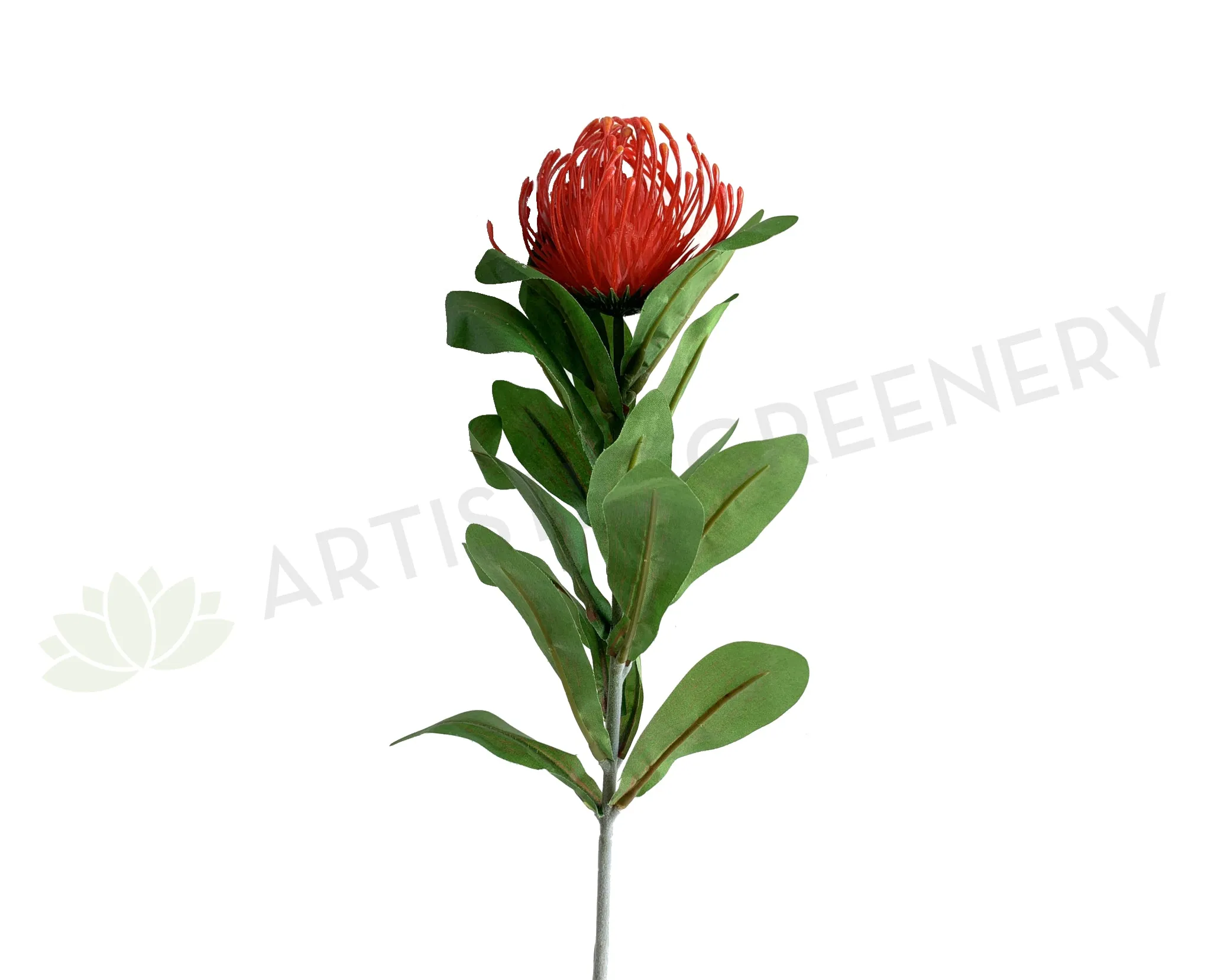 F0067 Protea Pincushion Single Stem 80cm Red