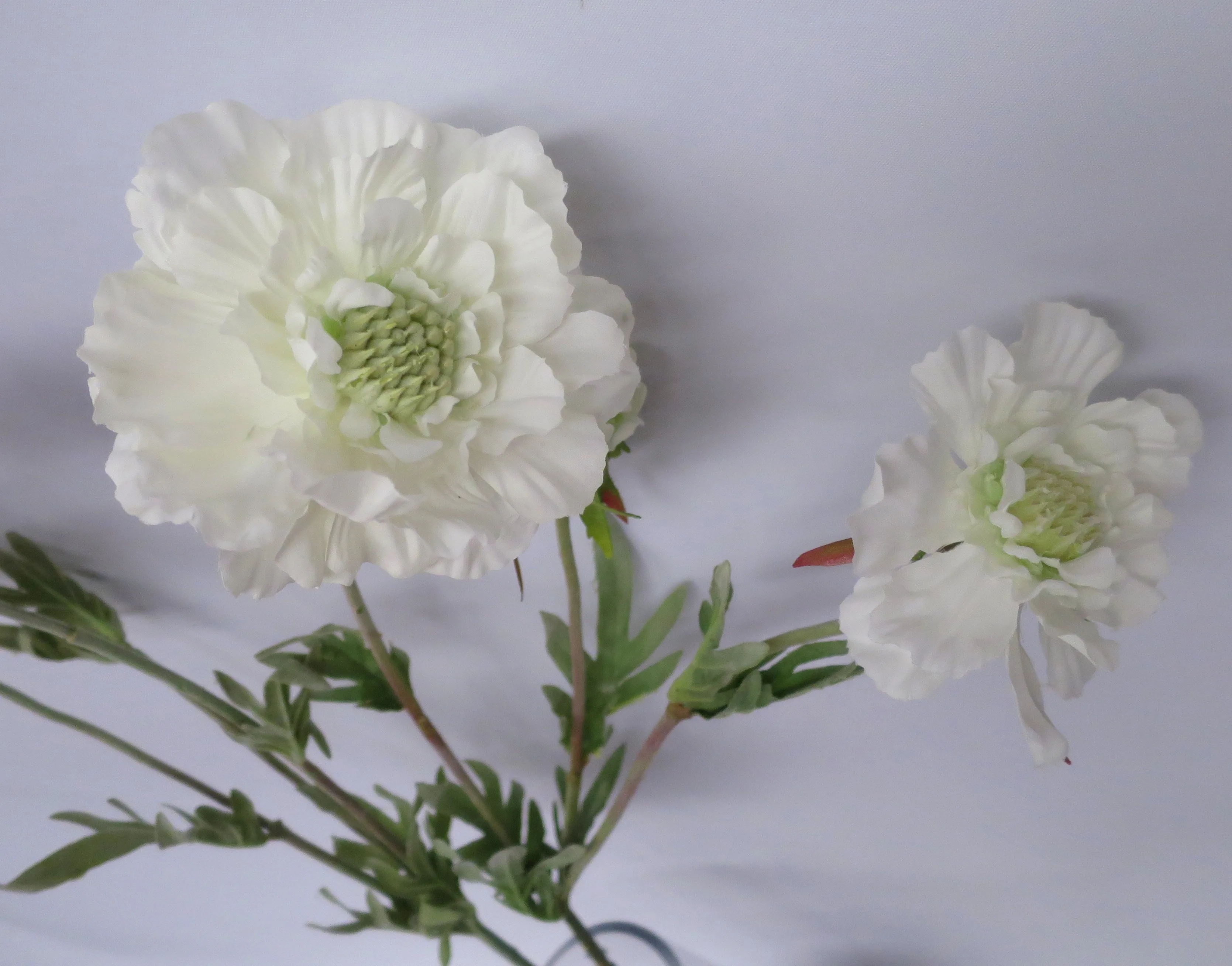 F0214 Scabious Spray 72cm Plum / White