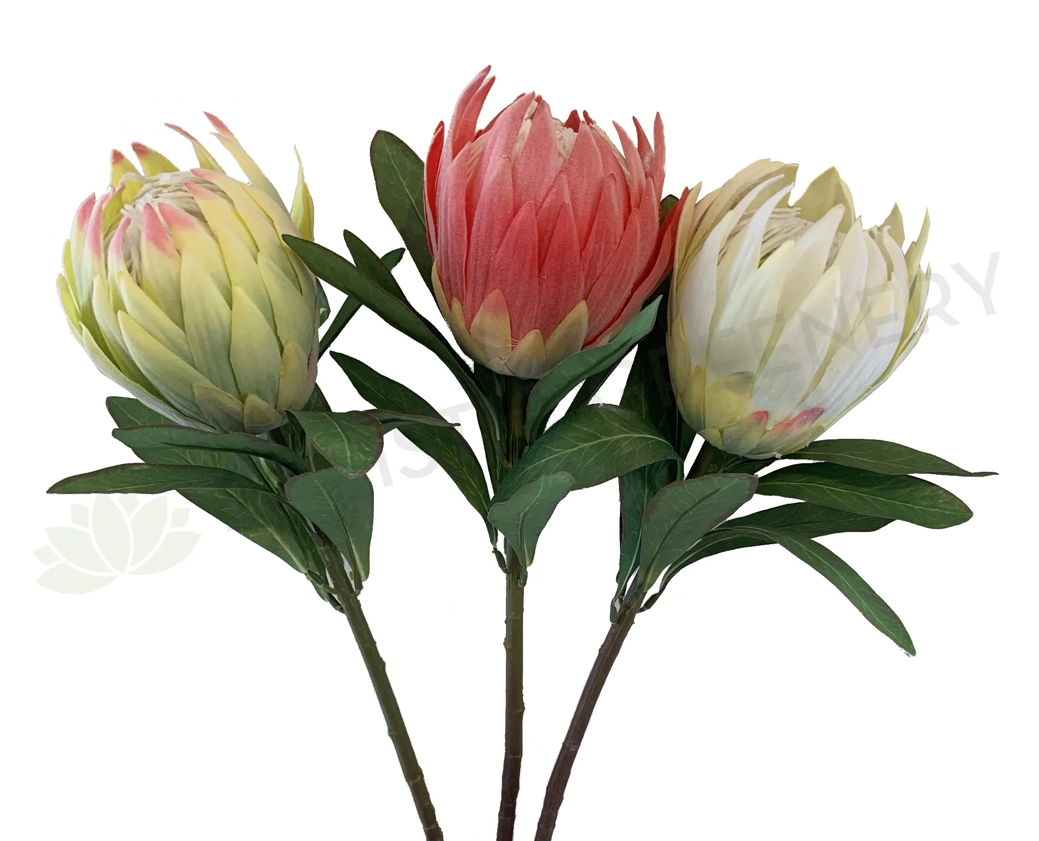 F0278 Protea Obtusifolia 75cm 3 Light Green / Red / White