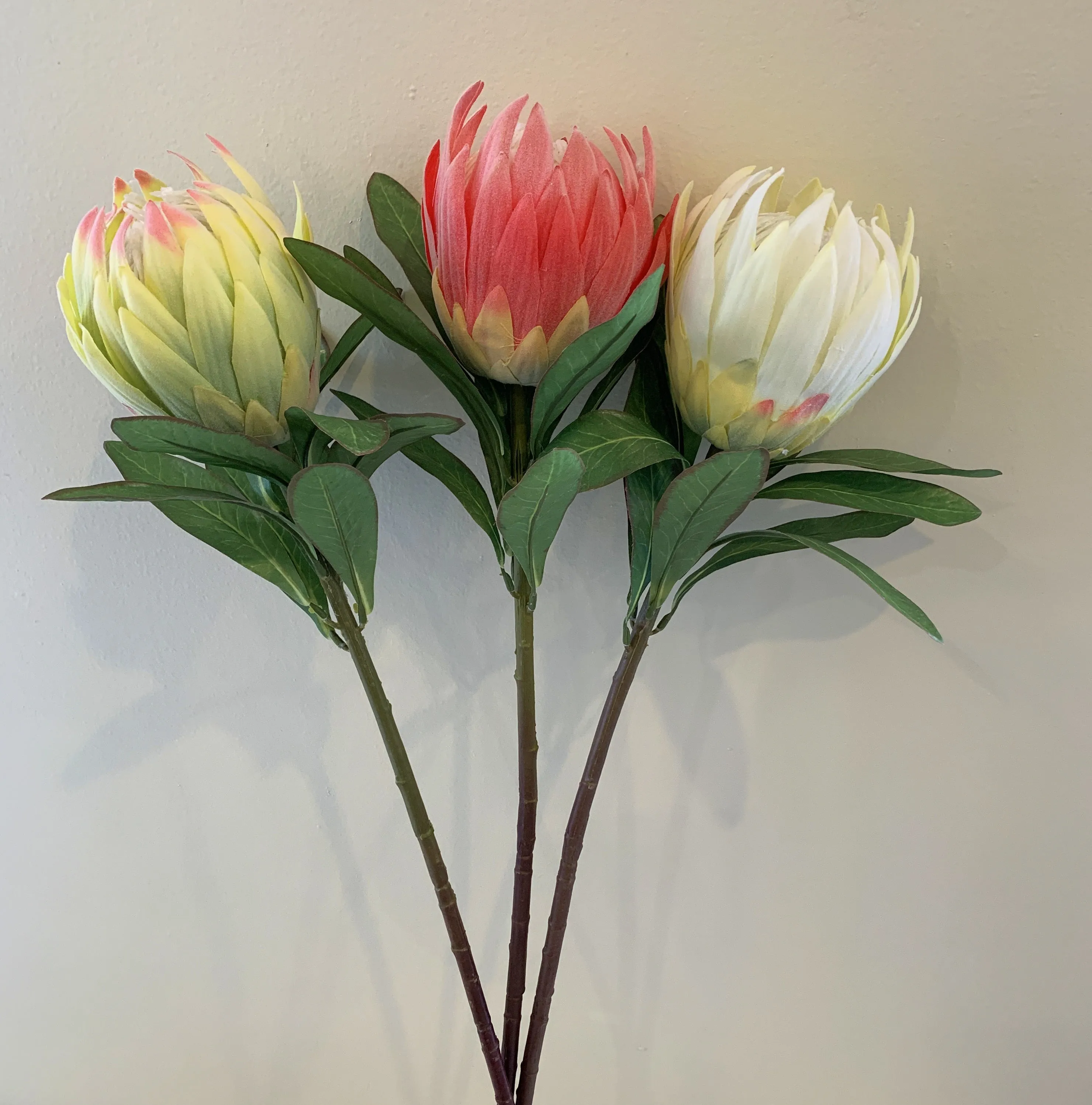 F0278 Protea Obtusifolia 75cm 3 Light Green / Red / White