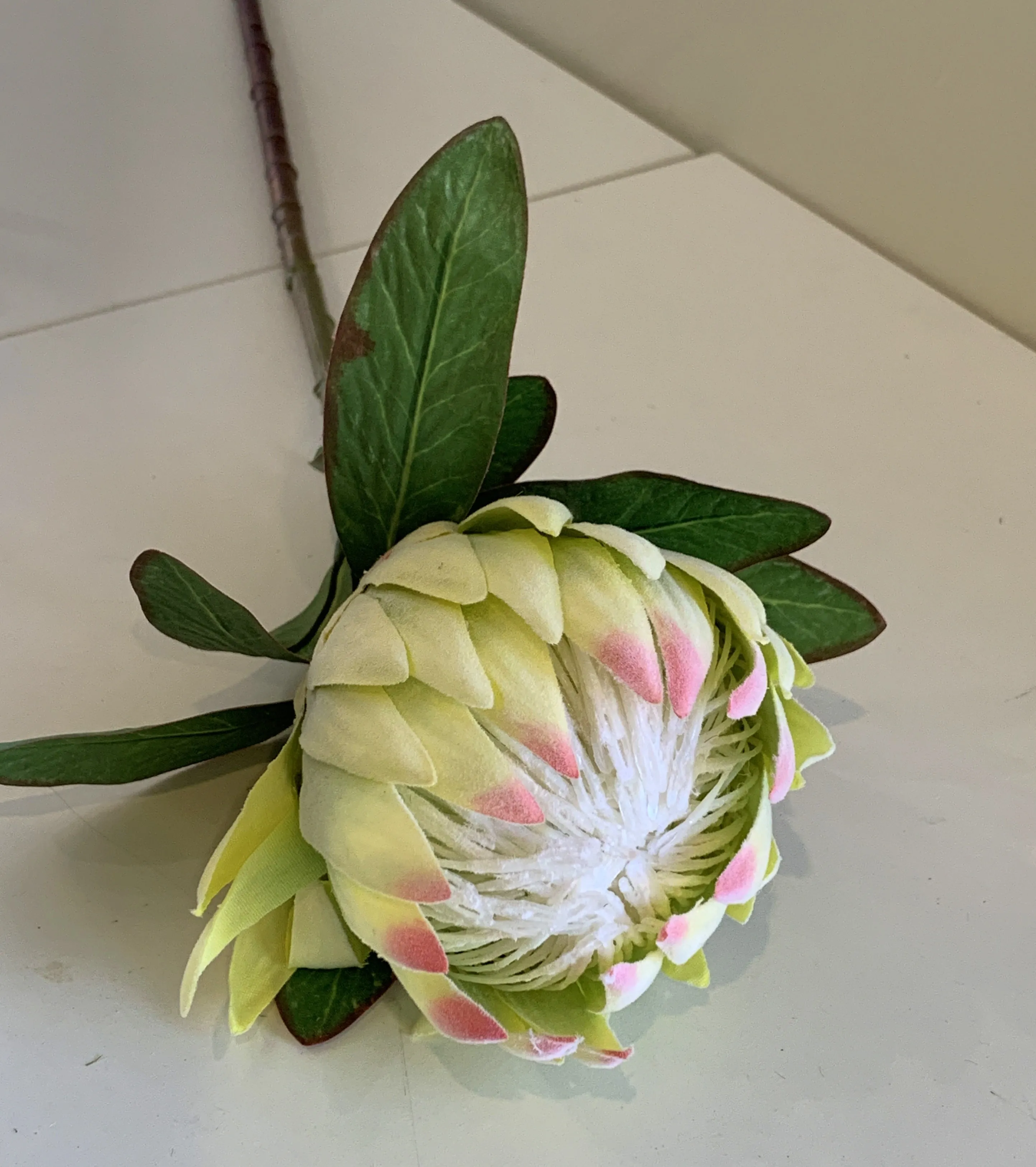 F0278 Protea Obtusifolia 75cm 3 Light Green / Red / White