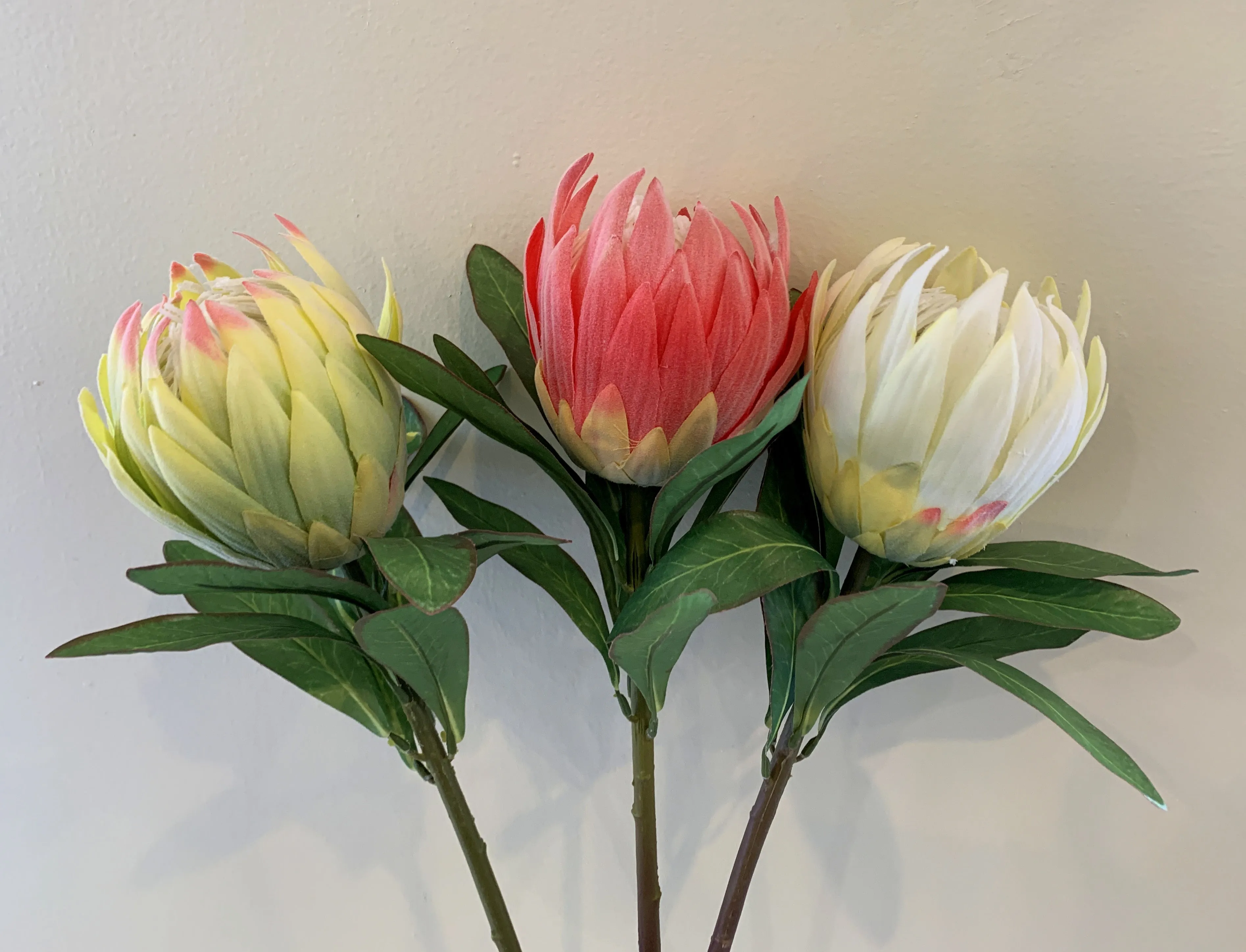 F0278 Protea Obtusifolia 75cm 3 Light Green / Red / White