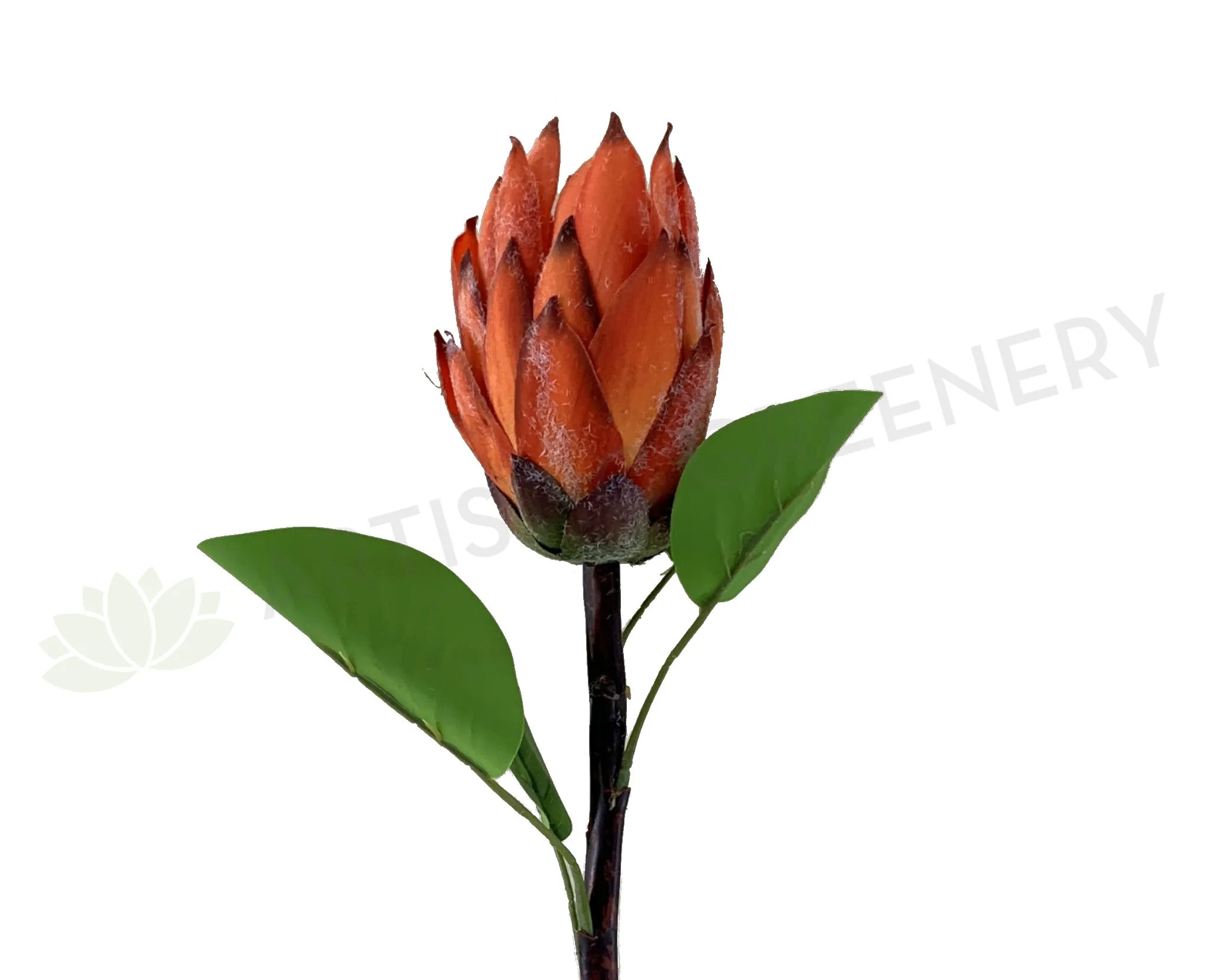 F0302 Protea Stem 65cm Orange