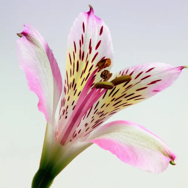 Oriental Lily Large Tumbler